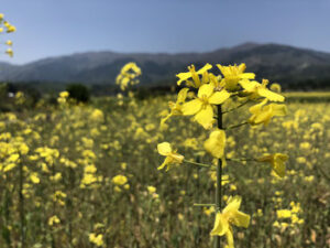 花の画像