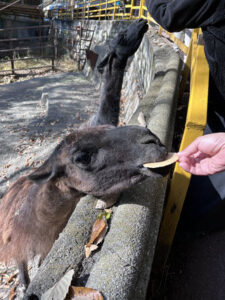 餌を食べる動物