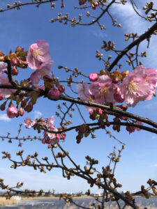 桜