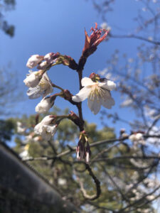 咲き掛けの桜