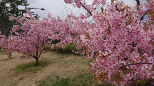 河津桜