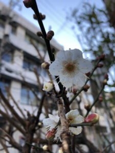 梅の花