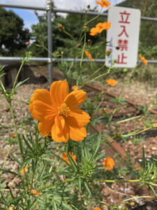 お花