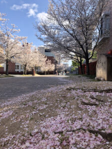 桜の花びら絨毯