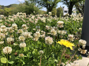 花の写真