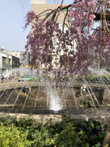 噴水と桜