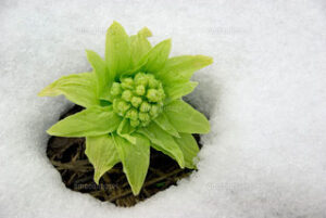 積もった雪の中から生えている草