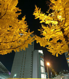 夜のビルと木