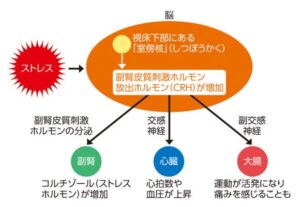 ストレスが身体に与える反応