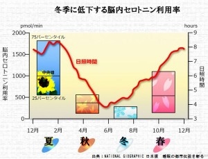 一年間を通したセロトニンのグラフ