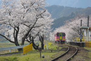 桜と電車