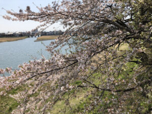 河川敷の桜