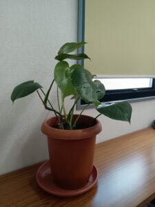 観葉植物